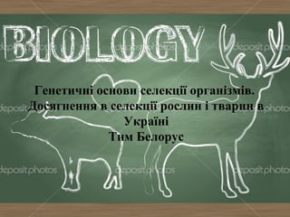 Генетичні основи селекції організмів.
Досягнення в селекції рослин і тварин в
Україні
Тим Белорус
 