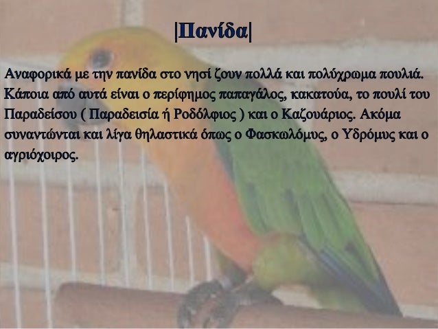 Μεγάλο πουλί ανώτερους