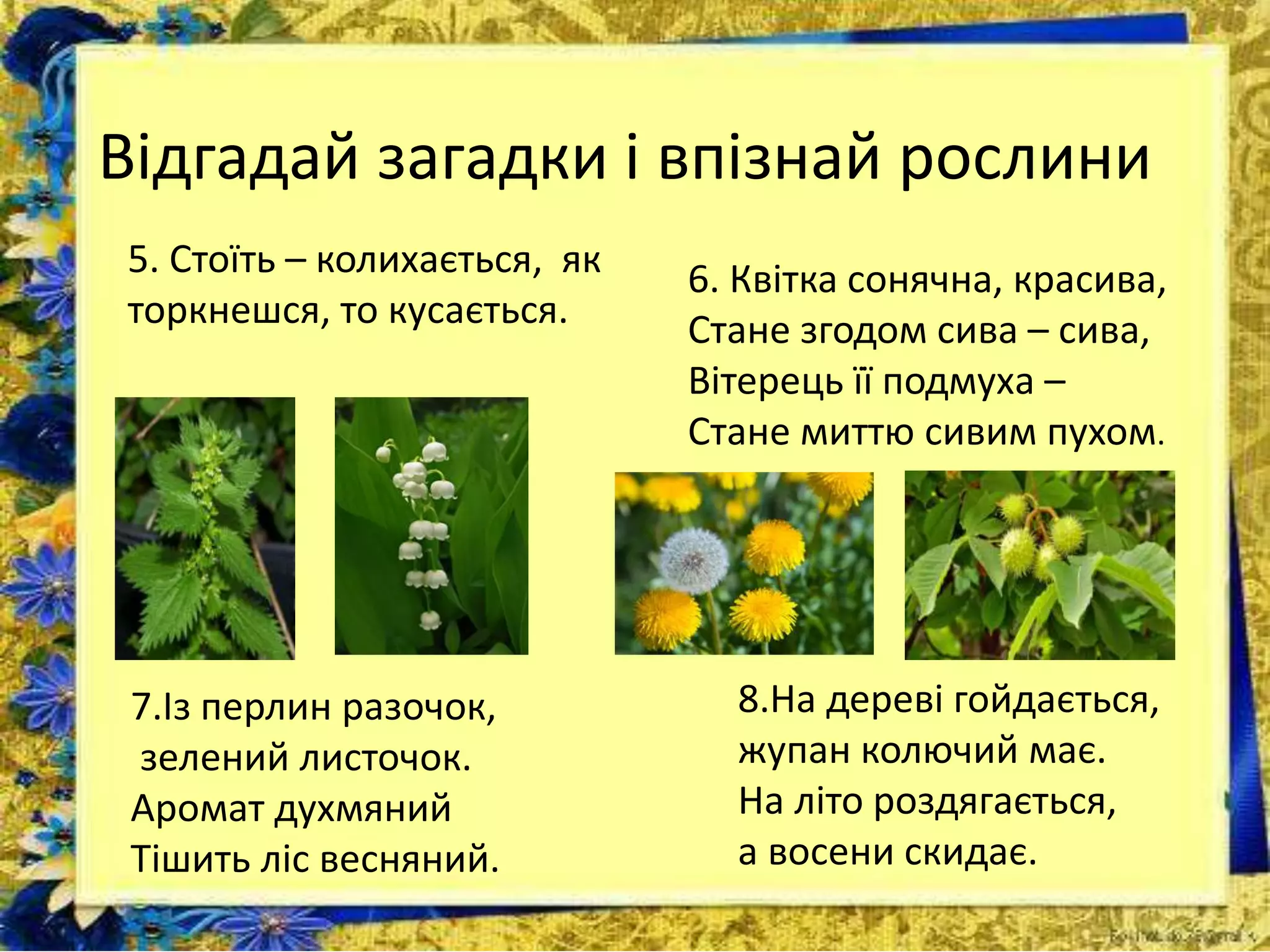 Відгадай загадки і впізнай рослини
5. Стоїть – колихається, як
торкнешся, то кусається.
8.На дереві гойдається,
жупан колючий має.
На літо роздягається,
а восени скидає.
6. Квітка сонячна, красива,
Стане згодом сива – сива,
Вітерець її подмуха –
Стане миттю сивим пухом.
7.Із перлин разочок,
зелений листочок.
Аромат духмяний
Тішить ліс весняний.
 