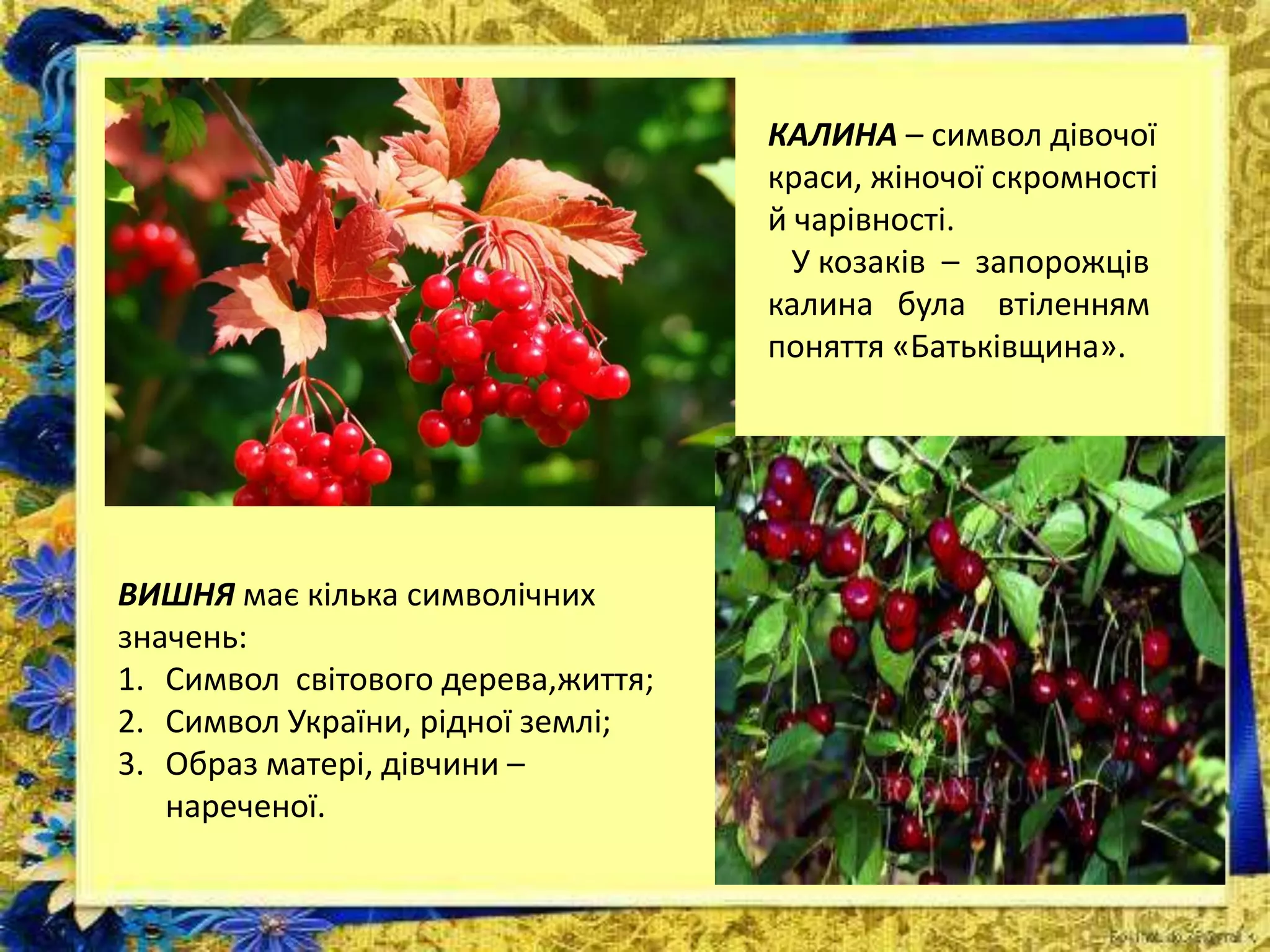 КАЛИНА – символ дівочої
краси, жіночої скромності
й чарівності.
У козаків – запорожців
калина була втіленням
поняття «Батьківщина».
ВИШНЯ має кілька символічних
значень:
1. Символ світового дерева,життя;
2. Символ України, рідної землі;
3. Образ матері, дівчини –
нареченої.
 