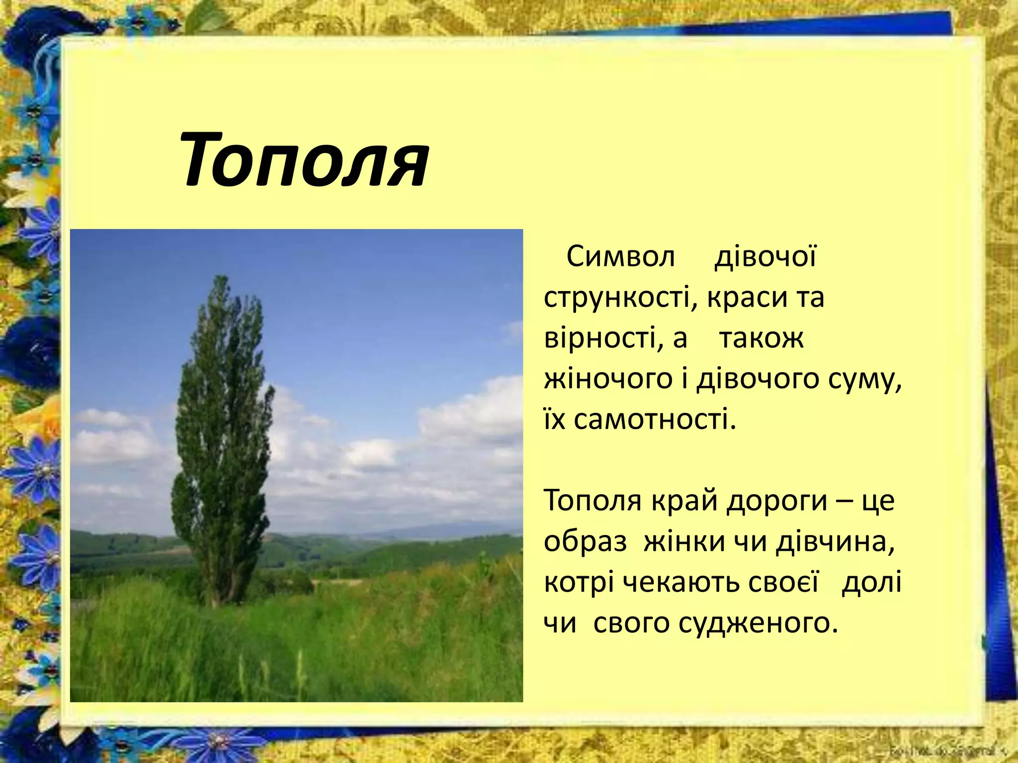 Тополя
Символ дівочої
стрункості, краси та
вірності, а також
жіночого і дівочого суму,
їх самотності.
Тополя край дороги – це
образ жінки чи дівчина,
котрі чекають своєї долі
чи свого судженого.
 