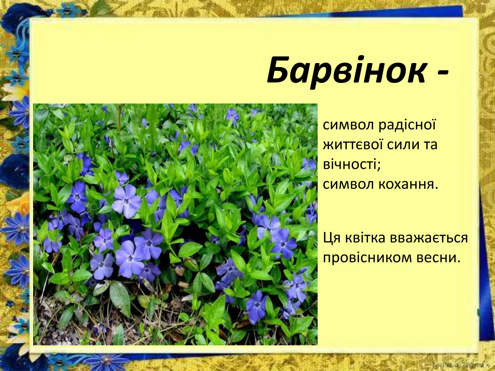 Барвінок -
символ радісної
життєвої сили та
вічності;
символ кохання.
Ця квітка вважається
провісником весни.
 