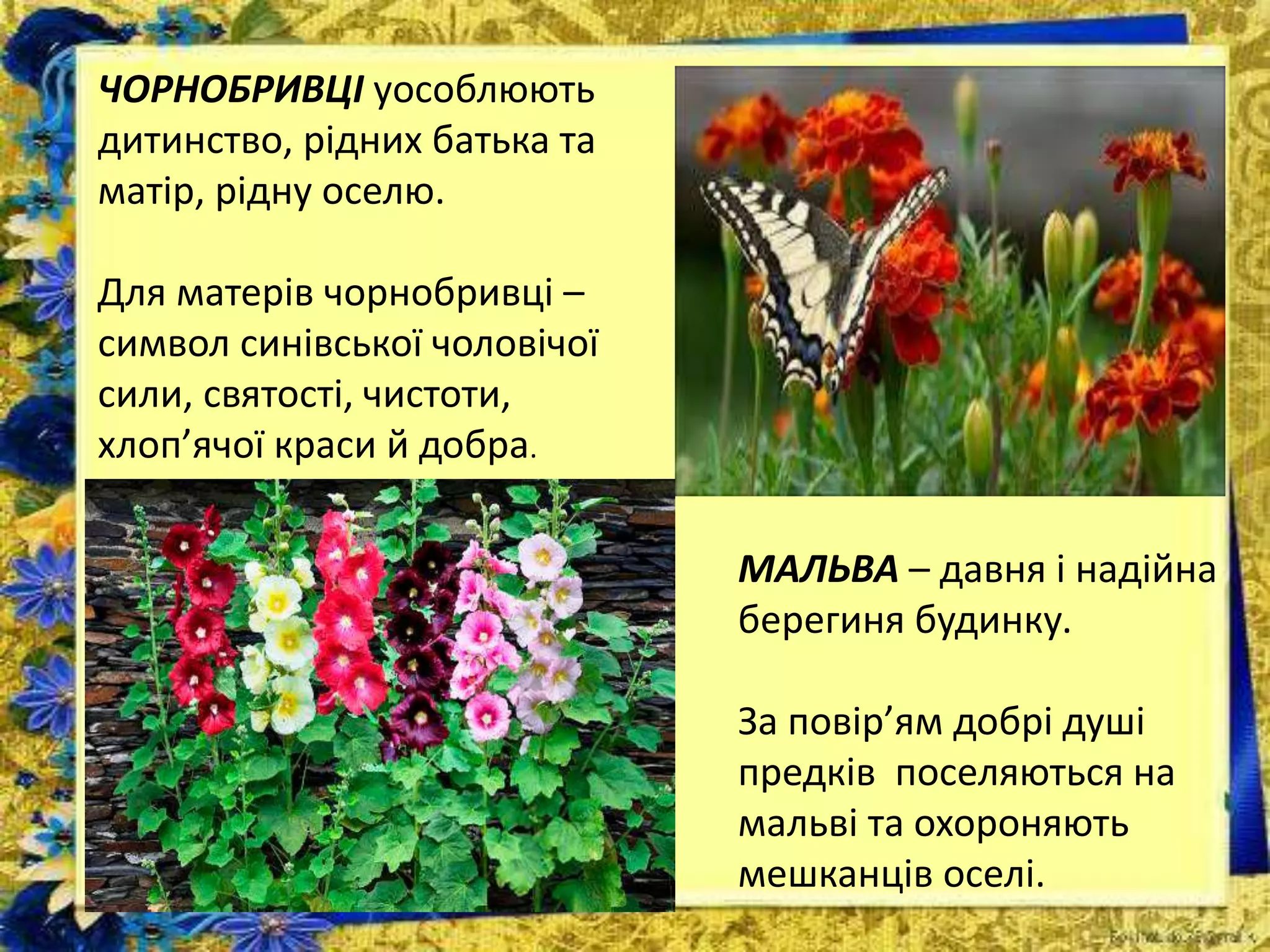 ЧОРНОБРИВЦІ уособлюють
дитинство, рідних батька та
матір, рідну оселю.
Для матерів чорнобривці –
символ синівської чоловічої
сили, святості, чистоти,
хлоп’ячої краси й добра.
МАЛЬВА – давня і надійна
берегиня будинку.
За повір’ям добрі душі
предків поселяються на
мальві та охороняють
мешканців оселі.
 
