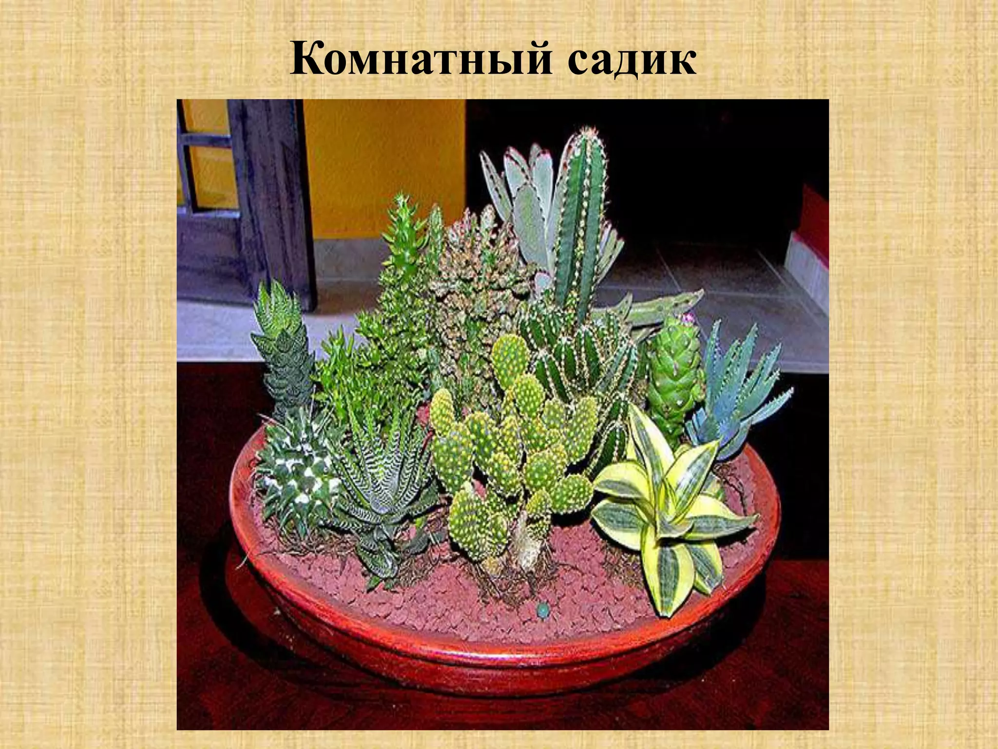 Комнатный садик
 