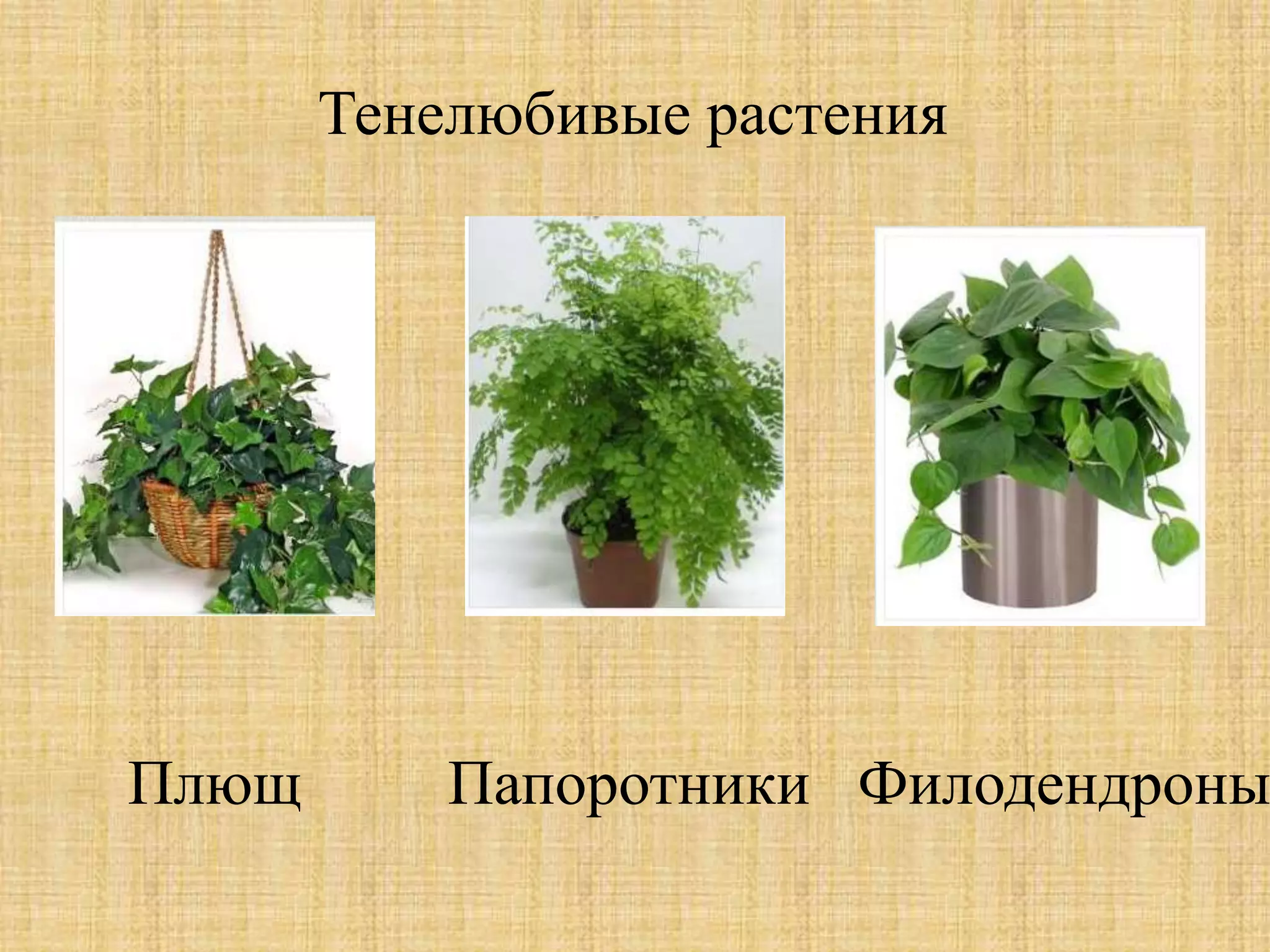 Тенелюбивые растения
Плющ Папоротники Филодендроны
 