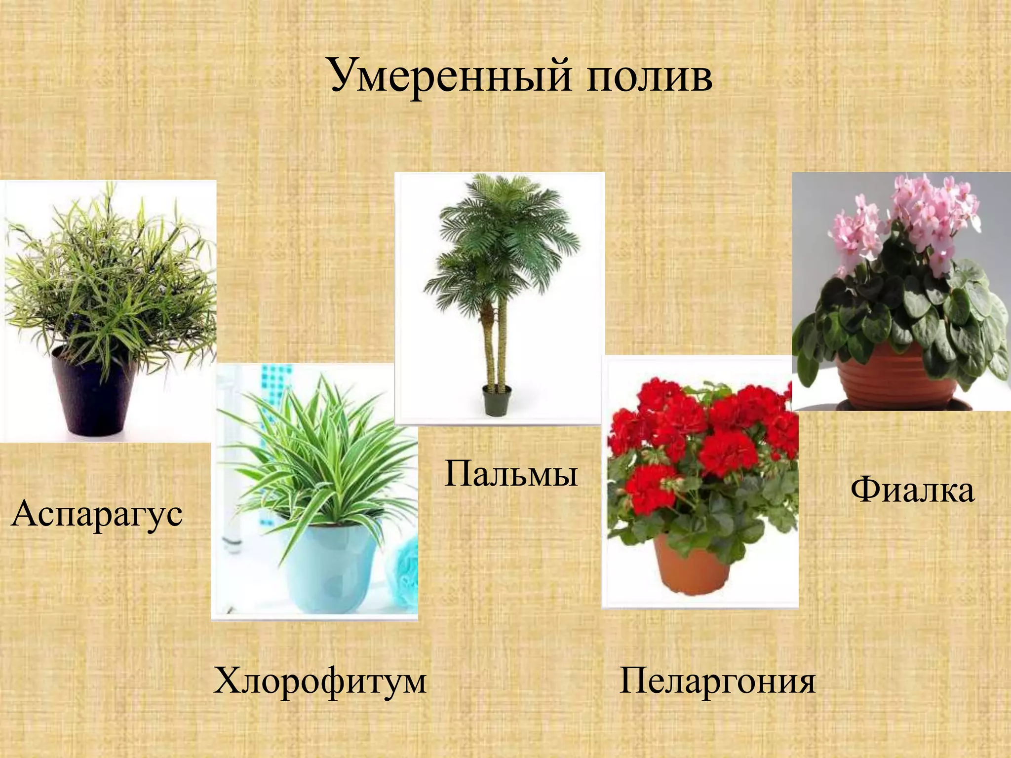 Умеренный полив
Аспарагус
Хлорофитум
Пальмы
Пеларгония
Фиалка
 