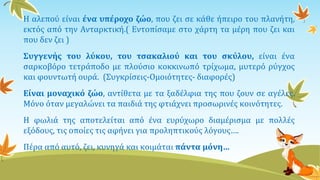 Η αλεπού είναι ένα υπέροχο ζώο, που ζει σε κάθε ήπειρο του πλανήτη,
εκτός από την Ανταρκτική.( Εντοπίσαμε στο χάρτη τα μέρη που ζει και
που δεν ζει )
Συγγενής του λύκου, του τσακαλιού και του σκύλου, είναι ένα
σαρκοβόρο τετράποδο με πλούσιο κοκκινωπό τρίχωμα, μυτερό ρύγχος
και φουντωτή ουρά. (Συγκρίσεις-Ομοιότητες- διαφορές)
Είναι μοναχικό ζώο, αντίθετα με τα ξαδέλφια της που ζουν σε αγέλες.
Μόνο όταν μεγαλώνει τα παιδιά της φτιάχνει προσωρινές κοινότητες.
Η φωλιά της αποτελείται από ένα ευρύχωρο διαμέρισμα με πολλές
εξόδους, τις οποίες τις αφήνει για προληπτικούς λόγους….
Πέρα από αυτό, ζει, κυνηγά και κοιμάται πάντα μόνη…
 