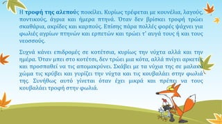 Η τροφή της αλεπούς ποικίλει. Κυρίως τρέφεται με κουνέλια, λαγούς,
ποντικούς, άγρια και ήμερα πτηνά. Όταν δεν βρίσκει τροφή τρώει
σκαθάρια, ακρίδες και καρπούς. Επίσης πάρα πολλές φορές ψάχνει για
φωλιές αγρίων πτηνών και ερπετών και τρώει τ' αυγά τους ή και τους
νεοσσούς.
Συχνά κάνει επιδρομές σε κοτέτσια, κυρίως την νύχτα αλλά και την
ημέρα. Όταν μπει στο κοτέτσι, δεν τρώει μια κότα, αλλά πνίγει αρκετές
και προσπαθεί να τις απομακρύνει. Σκάβει με τα νύχια της σε μαλακό
χώμα τις κρύβει και γυρίζει την νύχτα και τις κουβαλάει στην φωλιά
της. Συνήθως αυτό γίνεται όταν έχει μικρά και πρέπει να τους
κουβαλάει τροφή στην φωλιά.
 