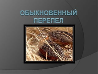перепел | PPT