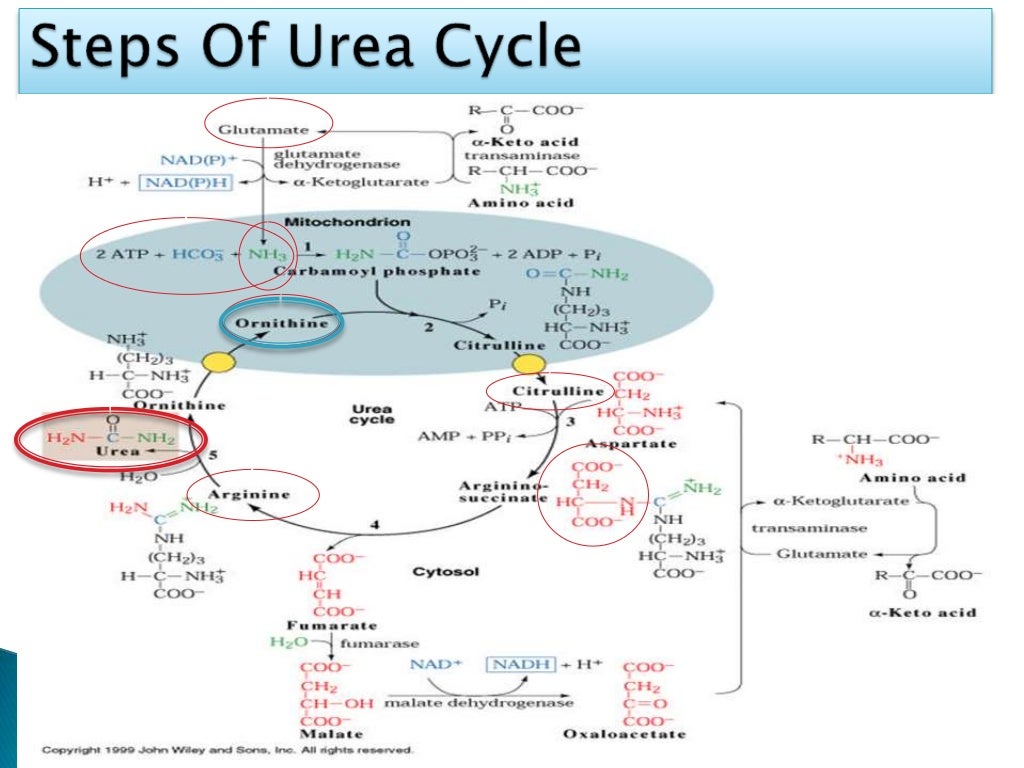 Urea Level Chart