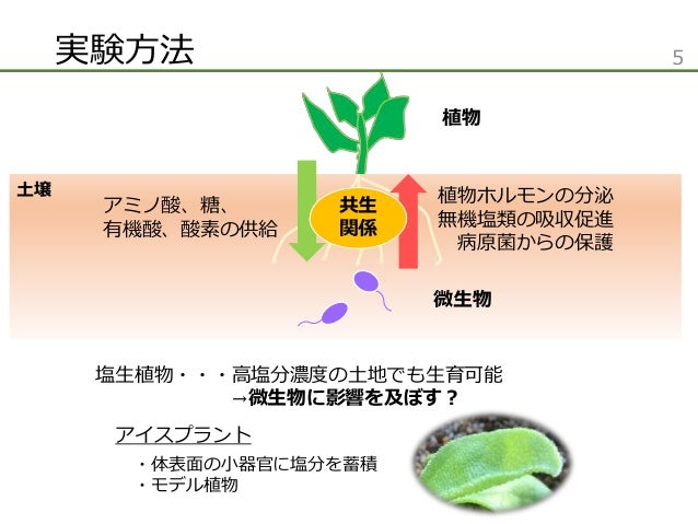 海水の冠水と塩生植物が土壌微生物群集に与える影響の評価 海水の冠水と塩生植物が土壌微生物群集に与える影響の評価
