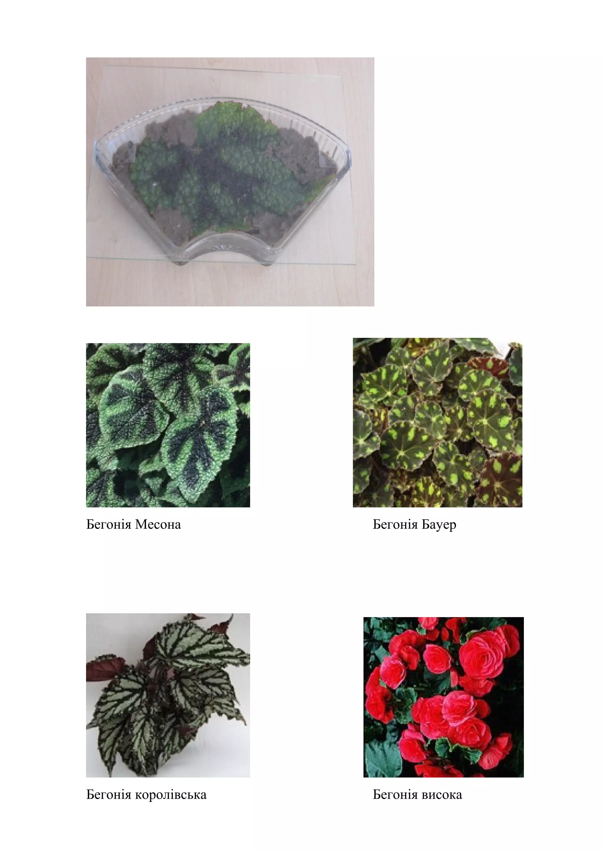 Бегонія Месона Бегонія Бауер
Бегонія королівська Бегонія висока
 