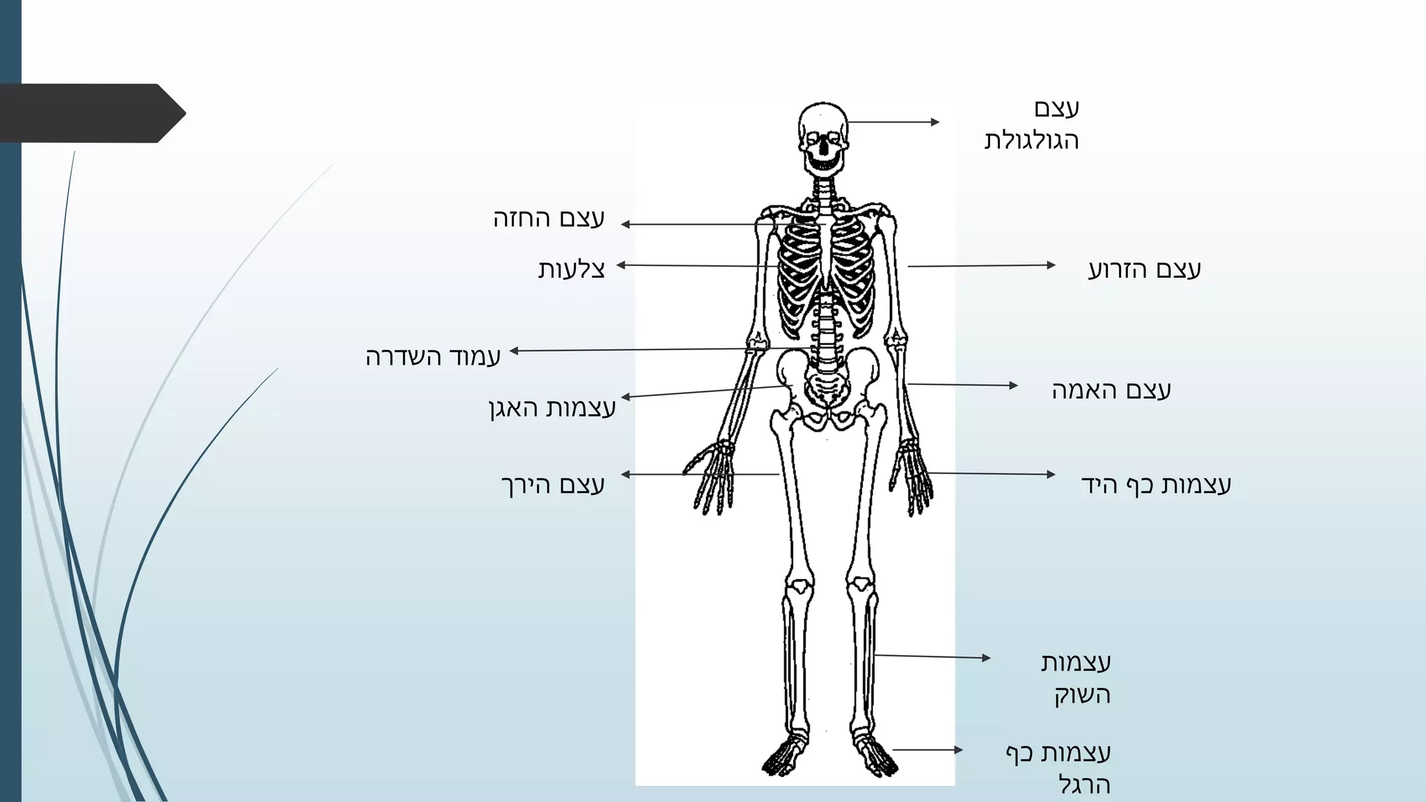 מצגת מערכת השלד | PPTX