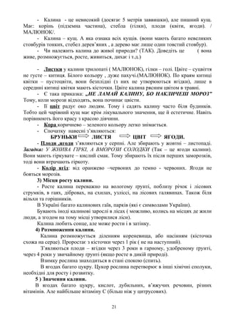 - Калина - це невисокий (досягає 5 метрів заввишки), але пишний кущ.
Має: корінь (підземна частина), стебла (гілки), плоди (квіти, ягоди). /
МАЛЮНОК/.
- Калина – кущ. А яка ознака всіх кущів. (вони мають багато невеликих
стовбурів тонких, стебел дерев’яних , а дерево має лише один товстий стовбур).
- Чи належить калина до живої природи? (ТАК). Доведіть це ( вона
живе, розмножується, росте, живиться, дихає і т.д.)
- Листки у калини трилопаті ( МАЛЮНОК), гілки – голі. Цвіте – суцвіття
не густе – китиця. Білого кольору , дуже пахучі.(МАЛЮНОК). По краям китиці
квітки – пустоцвіти, вони безплідні (з них не утворюються ягідки), лише в
середині китиці квітки мають кісточки. Цвіте калина рясним цвітом в травні.
- Є така приказка: „НЕ ЛАМАЙ КАЛИНУ, БО НАКЛИЧЕШ МОРОЗ”
Тому, коли морози відходять, вона починає цвісти.
- Ії цвіт радує око людям. Тому і садять калину часто біля будинків.
Тобто цей чарівний кущ має крім лікувального значення, ще й естетичне. Навіть
порівнюють його красу з красою дівчини.
- Кора коричнево – зеленого кольору легко знімається.
- Спочатку навесні з’являються:
БРУНЬКИ ЛИСТЯ ЦВІТ ЯГОДИ.
- Плоди ,ягоди з’являються у серпні. Але збирають у жовтні – листопаді.
Загадка: У ЖНИВА ГІРКІ, А ВМОРОЗИ СОЛОДКИ (Так – це ягоди калини).
Вони мають гіркувате – кислий смак. Тому збирають їх після перших заморозків,
тоді вони втрачають гіркоту.
- Колір ягід: від оранжево –червоних до темно - червоних. Ягоди не
бояться морозів.
3) Місця росту калини.
- Росте калина переважно на вологому ґрунті, поблизу річок і лісових
струмків, в гаях, дібровах, на схилах, узліссі, на лісових галявинах. Також біля
вільхи та горішників.
В Україні багато калинових гаїв, парків (які є символами України).
Бувають іноді калинові зарослі в лісах ( можливо, колись на місцях де жили
люди, а згодом на тому місці утворилися ліси).
Калина любить сонце, але може рости і в затінку.
4) Розмноження калини.
Калина розмножується діленням кореневища, або насінням (кісточка
схожа на серце). Проростає з кісточки через 1 рік ( не на наступний).
З’являються плоди – ягідки через 3 роки в гарному, удобреному ґрунті,
через 4 роки у звичайному ґрунті (якщо росте в дикій природі).
Взимку рослина знаходиться в стані спокою (спить).
В ягодах багато цукру. Цукор рослина перетворює в інші хімічні сполуки,
необхідні для росту і розвитку.
5 ) Значення калини.
В ягодах багато цукру, кислот, дубильних, в’яжучих речовин, різних
вітамінів. Але найбільше вітаміну С (більш ніж у цитрусових).
21
 