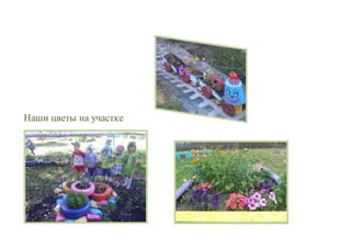 Наши цветы на участке
 