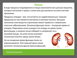 Почки
В ходе процесса пищеварения из пищи извлекаются все ценные вещества,
которые поступают в кровь и затем уже доставляются ко всем клеткам
организма.
Продукты отходов – всё, что остается не задействованным. Самыми
вредными из них являются мочевина и мочевая кислота. Большое
скопление этих веществ в организме может привести к смертельно
опасным заболеваниям. Основная функция почек – очищение крови от
отходов. Паренхима почек очищает эти отходы из крови путем
фильтрации, а лоханка почки собирает и направляет их в
мочевой пузырь. За сутки почки успевают
полностью очистить кровь около 50 раз.
Но на очищении крови функции почек не
ограничиваются. Этот важный орган также
выполнят несколько других важных функций.
 