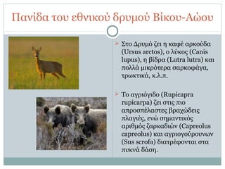 Πανίδα του εθνικού δρυμού Βίκου-Αώου
 Στο Δρυμό ζει η καφέ αρκούδα
(Ursus arctos), ο λύκος (Canis
lupus), η βίδρα (Lutra lutra) και
πολλά μικρότερα σαρκοφάγα,
τρωκτικά, κ.λ.π.
 Το αγριόγιδο (Rupicapra
rupicarpa) ζει στις πιο
απροσπέλαστες βραχώδεις
πλαγιές, ενώ σημαντικός
αριθμός ζαρκαδιών (Capreolus
capreolus) και αγριογούρουνων
(Sus scrofa) διατρέφονται στα
πυκνά δάση.
 