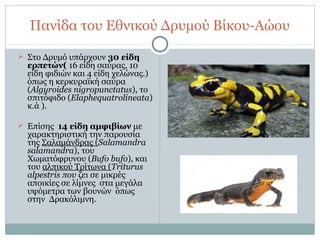 Πανίδα του Εθνικού Δρυμού Βίκου-Αώου
 Στο Δρυμό υπάρχουν 30 είδη
ερπετών( 16 είδη σαύρας, 10
είδη φιδιών και 4 είδη χελώνας.)
όπως η κερκυραϊκή σαύρα
(Algyroides nigropunctatus), το
σπιτόφιδο (Elaphequatrolineata)
κ.ά ).
 Επίσης 14 είδη αμφιβίων με
χαρακτηριστική την παρουσία
της Σαλαμάνδρας (Salamandra
salamandra), του
Χωματόφρυνου (Bufo bufo), και
του αλπικού Τρίτωνα (Triturus
alpestris που ζει σε μικρές
αποικίες σε λίμνες στα μεγάλα
υψόμετρα των βουνών όπως
στην Δρακόλιμνη.
 