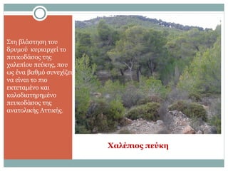 Χαλέπιος πεύκη
Στη βλάστηση του
δρυμού κυριαρχεί το
πευκοδάσος της
χαλεπίου πεύκης, που
ως ένα βαθμό συνεχίζει
να είναι το πιο
εκτεταμένο και
καλοδιατηρημένο
πευκοδάσος της
ανατολικής Αττικής.
 