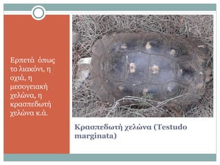 Κρασπεδωτή χελώνα (Testudo
marginata)
Ερπετά όπως
το λιακόνι, η
οχιά, η
μεσογειακή
χελώνα, η
κρασπεδωτή
χελώνα κ.ά.
 