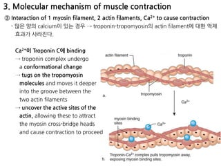 3. Molecular mechanism of muscle contraction
③ Interaction of 1 myosin filament, 2 actin filaments, Ca2+ to cause contraction
- 많은 양의 calcium이 있는 경우 → troponin-tropomyosin의 actin filament에 대한 억제
효과가 사라진다.
Ca2+이 Troponin C에 binding
→ troponin complex undergo 
a conformational change
→ tugs on the tropomyosin  
molecules and moves it deeper 
into the groove between the  
two actin filaments
→ uncover the active sites of the  
actin, allowing these to attract 
the myosin cross-bridge heads 
and cause contraction to proceed
 
