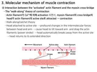 3. Molecular mechanism of muscle contraction
④ Interaction between the “activated” actin filament and the myosin cross-bridge
- The “walk-along” theory of contraction
- Actin filament가 Ca2+에 의해 activation 되면서, myosin filament의 cross-bridge의
head가 actin filament의 active site로 attracted → contraction
- Walk-along/ratchet theory
- Head attached to active site → profound changes in the intermolecular forces
between head and arm → cause head to tilt toward arm and drag the actin
filaments (power stroke) → head automatically breaks away from the active site
→ head returns to its extended direction
 