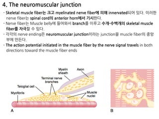 4. The neuromuscular junction
- Skeletal muscle fiber는 크고 myelinated nerve fiber에 의해 innervated되어 있다. 이러한
nerve fiber는 spinal cord의 anterior horn에서 기시한다.
- Nerve fiber는 Muscle belly에 들어와서 branch를 이루고 수개-수백개의 skeletal muscle
fiber를 자극할 수 있다.
- 각각의 nerve ending은 neuromuscular junction이라는 junction을 muscle fiber의 중앙
부에 만든다.
- The action potential initiated in the muscle fiber by the nerve signal travels in both
directions toward the muscle fiber ends
 