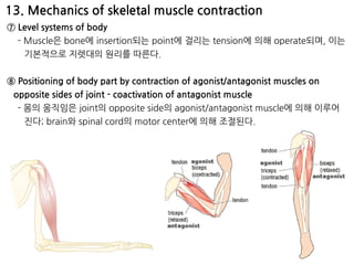 13. Mechanics of skeletal muscle contraction
⑦ Level systems of body
- Muscle은 bone에 insertion되는 point에 걸리는 tension에 의해 operate되며, 이는
기본적으로 지렛대의 원리를 따른다.
⑧ Positioning of body part by contraction of agonist/antagonist muscles on
opposite sides of joint - coactivation of antagonist muscle
- 몸의 움직임은 joint의 opposite side의 agonist/antagonist muscle에 의해 이루어
진다; brain와 spinal cord의 motor center에 의해 조절된다.
 