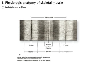 1. Physiologic anatomy of skeletal muscle
① Skeletal muscle fiber
 