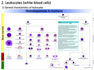 2. Leukocytes (white blood cells)
① General characteristics of leukocytes
ⓒ Genesis of WBC
 
