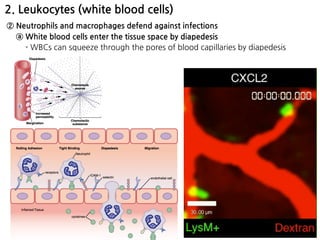 2. Leukocytes (white blood cells)
② Neutrophils and macrophages defend against infections
ⓐ White blood cells enter the tissue space by diapedesis
- WBCs can squeeze through the pores of blood capillaries by diapedesis
 