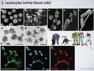 Azurophil granule DAPI Histone Science 2004; 303:1532
2. Leukocytes (white blood cells)
 