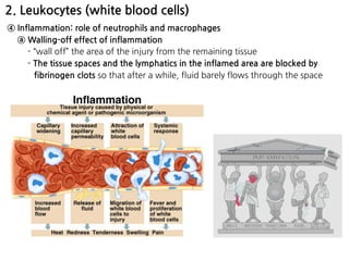 2. Leukocytes (white blood cells)
④ Inflammation: role of neutrophils and macrophages
ⓐ Walling-off effect of inflammation
- “wall off” the area of the injury from the remaining tissue
- The tissue spaces and the lymphatics in the inflamed area are blocked by
fibrinogen clots so that after a while, fluid barely flows through the space
 