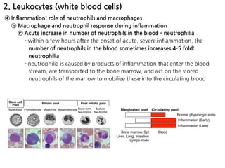 2. Leukocytes (white blood cells)
④ Inflammation: role of neutrophils and macrophages
ⓑ Macrophage and neutrophil response during inflammation
㉢ Acute increase in number of neutrophils in the blood - neutrophilia
- within a few hours after the onset of acute, severe inflammation, the
number of neutrophils in the blood sometimes increases 4-5 fold;
neutrophilia
- neutrophilia is caused by products of inflammation that enter the blood
stream, are transported to the bone marrow, and act on the stored
neutrophils of the marrow to mobilize these into the circulating blood
Marginated pool Circulating pool
Normal physiologic state
Inﬂammation (Early)
Inﬂammation (Late)
BloodBone marrow, Spl
Liver, Lung, Intestine
Lymph node
Myeloblast Promyelocyte Myelocyte Metamyelocyte Band-form
Neutrophil
Mature
Neutrophil
Stem cell
Pool
Mitotic pool Post mitotic pool
 