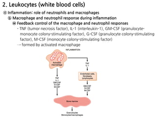 2. Leukocytes (white blood cells)
④ Inflammation: role of neutrophils and macrophages
ⓑ Macrophage and neutrophil response during inflammation
㉥ Feedback control of the macrophage and neutrophil responses
- TNF (tumor necrosis factor), IL-1 (interleukin-1), GM-CSF (granulocyte-
monocyte colony-stimulating factor), G-CSF (granulocyte colony-stimulating
factor), M-CSF (monocyte colony-stimulating factor)
→ formed by activated macrophage
 