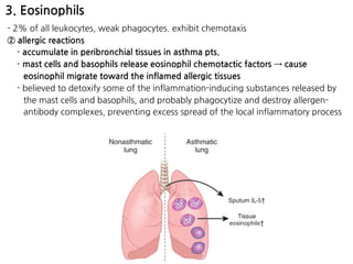 3. Eosinophils
- 2% of all leukocytes, weak phagocytes. exhibit chemotaxis
② allergic reactions
- accumulate in peribronchial tissues in asthma pts.
- mast cells and basophils release eosinophil chemotactic factors → cause
eosinophil migrate toward the inflamed allergic tissues
- believed to detoxify some of the inflammation-inducing substances released by
the mast cells and basophils, and probably phagocytize and destroy allergen-
antibody complexes, preventing excess spread of the local inflammatory process
 
