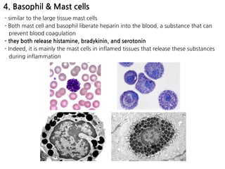 4. Basophil & Mast cells
- similar to the large tissue mast cells
- Both mast cell and basophil liberate heparin into the blood, a substance that can
prevent blood coagulation
- they both release histamine, bradykinin, and serotonin
- Indeed, it is mainly the mast cells in inflamed tissues that release these substances
during inflammation
 