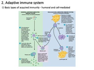 2. Adaptive immune system
① Basic types of acquired immunity - humoral and cell-mediated
 