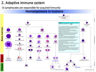 2. Adaptive immune system
③ Lymphocytes are responsible for acquired immunity
ⓐ Two types of lymphocytes promote “cell-mediated” or “humoral” immunity - the
T and B lymphocytes
 