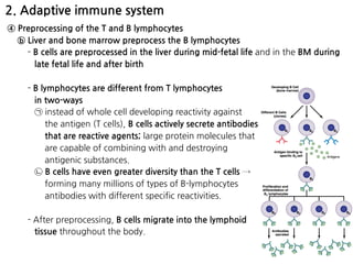 2. Adaptive immune system
④ Preprocessing of the T and B lymphocytes
ⓑ Liver and bone marrow preprocess the B lymphocytes
- B cells are preprocessed in the liver during mid-fetal life and in the BM during
late fetal life and after birth
- B lymphocytes are different from T lymphocytes  
in two-ways
㉠ instead of whole cell developing reactivity against  
the antigen (T cells), B cells actively secrete antibodies 
that are reactive agents; large protein molecules that 
are capable of combining with and destroying  
antigenic substances.
㉡ B cells have even greater diversity than the T cells →  
forming many millions of types of B-lymphocytes  
antibodies with different specific reactivities.
- After preprocessing, B cells migrate into the lymphoid  
tissue throughout the body.
 
