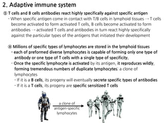 2. Adaptive immune system
⑤ T cells and B cells antibodies react highly specifically against specific antigen
- When specific antigen come in contact with T/B cells in lymphoid tissues → T cells
become activated to form activated T cells, B cells become activated to form
antibodies → activated T cells and antibodies in turn react highly specifically
against the particular types of the antigens that initiated their development
ⓐ Millions of specific types of lymphocytes are stored in the lymphoid tissues
- each of preformed diverse lymphocytes is capable of forming only one type of
antibody or one type of T cells with a single type of specificity.
- Once the specific lymphocyte is activated by its antigen, it reproduces wildly,
forming tremendous numbers of duplicate lymphocytes; a clone of
lymphocytes
- If it is a B cells, its progeny will eventually secrete specific types of antibodies
- If it is a T cells, its progeny are specific sensitized T cells
a clone of  
antigen-specific
lymphocytes
 