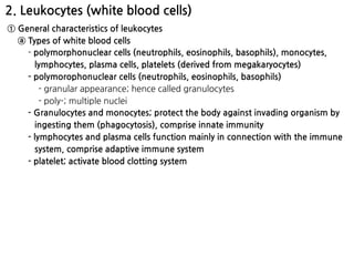 2. Leukocytes (white blood cells)
① General characteristics of leukocytes
ⓐ Types of white blood cells
- polymorphonuclear cells (neutrophils, eosinophils, basophils), monocytes,
lymphocytes, plasma cells, platelets (derived from megakaryocytes)
- polymorophonuclear cells (neutrophils, eosinophils, basophils)
- granular appearance; hence called granulocytes
- poly-; multiple nuclei
- Granulocytes and monocytes; protect the body against invading organism by
ingesting them (phagocytosis), comprise innate immunity
- lymphocytes and plasma cells function mainly in connection with the immune
system, comprise adaptive immune system
- platelet; activate blood clotting system
 