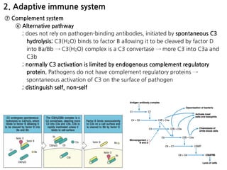 2. Adaptive immune system
⑦ Complement system
ⓒ Alternative pathway
; does not rely on pathogen-binding antibodies, initiated by spontaneous C3
hydrolysis; C3(H2O) binds to factor B allowing it to be cleaved by factor D
into Ba/Bb → C3(H2O) complex is a C3 convertase → more C3 into C3a and
C3b
; normally C3 activation is limited by endogenous complement regulatory
protein. Pathogens do not have complement regulatory proteins →
spontaneous activation of C3 on the surface of pathogen
; distinguish self, non-self
 