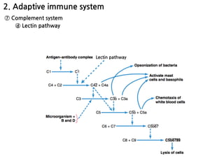 2. Adaptive immune system
⑦ Complement system
ⓓ Lectin pathway
Lectin pathway
 