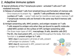 2. Adaptive immune system
⑧ Special attributes of the T-lymphocyte system - activated T cells and T cell-
mediated immunity
ⓐ Release of activated T cells from lymphoid tissue and formation of memory cells
- Once exposure to proper Ag → specific T cells proliferate and release large
numbers of T cells → some T cells last for months or even years; memory T cell
- T-lymphocyte memory cells are formed in the same way that B memory cells
are formed
ⓑ Antigen-presenting cells, MHC proteins, and antigen receptor on T cells
- T cells respond to antigen only when they are bound to specific molecules
called MHC protein on the surface of APC (antigen-presenting cells)
- The three major types of APC; macrophage, B cells, dendritic cells (DC)
- The DC, the most potent APC, are located throughout the body, their only
function is to present antigen to T cells
- MHC class I; expressed in all kinds of cells, present  
self-antigen to cytotoxic T cells,
- MHC class II; expressed in APC, present non-self  
antigen to T helper cells
 