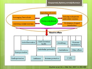 Ευεργετικές δράσεις αντιοξειδωτικών
Xiuzhen et al. Int. J. Mol. Sci. 2007, 8, 950-988
 