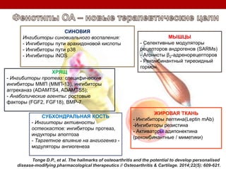 СУБХОНДРАЛЬНАЯ КОСТЬ
- Ингииторы активносты
остеокастов: ингибиторы протеаз,
индукторы апоптоза
- Таргетное влияние на ангиогенез -
модуляторы ангиогенеза
ХРЯЩ
- Ингибиторы протеаз: специфические
ингибиторы ММП (ММП-13), ингибиторы
аггреканаз (ADAMTS4, ADAMTS5);
- Анаболические агенты: ростовые
факторы (FGF2, FGF18), BMP-7
МЫШЦЫ
- Селективные модуляторы
рецепторов андрогенов (SARMs)
- Агонисты β2-адренорецепторов
- Рекомбинантный тиреоидный
гормон
СИНОВИЯ
Ингибиторы синовиального воспаления:
- Ингибиторы пути арахидоновой кислоты
- Ингибиторы пути р38
- Ингибиторы iNOS
Tonge D.P., et al. The hallmarks of osteoarthritis and the potential to develop personalised
disease-modifying pharmacological therapeutics // Osteoarthritis & Cartilage. 2014;22(5): 609-621.
ЖИРОВАЯ ТКАНЬ
- Ингибиторы лептина(Leptin mAb)
-Ингибиторы резистина
- Активаторы адипонектина
(рекомбинантные / миметики)
 