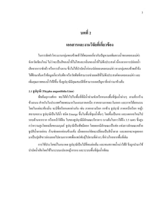 3
บทที่ 2
เอกสารและงานวิจัยที่เกี่ยวข้อง
ในการจัดทาโครงงานกลุ่มของข้าพเจ้าได้พบเจอเกี่ยวกับปัญหามลพิษทางน้าของคลองแม่ข่า
จังหวัดเชียงใหม่ ไม่ว่าจะเป็นสีของน้าที่ไม่ใสและกลิ่นของน้าที่ไม่พึงประสงค์ เนื่องจากการปล่อยน้า
เสียจากการซักผ้า หรือการล้างจาน ซึ่งไม่ได้บาบัดน้าก่อนปล่อยลงคลองแม่ข่า ทางกลุ่มของข้าพเจ้าจึง
ได้ศึกษาค้นคว้าข้อมูลเกี่ยวกับพืช หรือวัชพืชที่สามารถช่วยลดสีที่ไม่พึงประสงค์ของคลองแม่ข่า และ
เพิ่มคุณภาพของน้าให้ดีขึ้น ซึ่งธูปฤาษีมีคุณสมบัติที่สามารถลดปัญหาที่กล่าวมาข้างต้น
2.1 ธูปฤาษี (Thypha angustifolia Linn)
พืชล้มลุกวงศ์กก พบได้ทั่วไปในพื้นที่ที่มีน้าท่วมขังหรือหนองพื้นที่ชุ่มน้าต่างๆ ตามที่รกร้าง
ข้างถนน สาหรับในประเทศไทยพบมากในแถบภาคเหนือ ภาคกลางภาคตะวันออก และภาคใต้ตอนบน
โดยในแต่ละท้องถิ่น จะมีชื่อเรียกแตกต่างกัน เช่น ภาคกลางเรียก กกช้าง ธูปฤาษี ภาคเหนือเรียก หญ้า
สลาบหลวง ธูปฤาษีเป็นไม้น้า ชนิด Emerge ขึ้นในพื้นที่ชุมน้าตื้นๆ โดยขึ้นเป็นกอ และแตกกอใหม่ไป
รอบด้านจากราก หรือเหง้าใต้ดิน ใบของธูปฤาษีมีลักษณะเรียวยาว บางต้นใบยาวได้ถึง 3.5 เมตร ซึ่งสูง
กว่าความสูงโดยเฉลี่ยของมนุษย์ ธูปฤาษีเป็นพืชมีดอก โดยดอกมีลักษณะเป็นช่อ แท่งยาวลักษณะคล้าย
ธูปสีน้าตาลอ่อน ก้านช่อดอกค่อนข้างแข็ง เมื่อดอกแก่จัดจะเปลี่ยนเป็นสีน้าตาล และดอกจะหลุดออก
มาเป็นปุยสีขาวล่องลอยไปตามอากาศเพื่อแพร่พันธุ์ไปตามที่ต่างๆ ที่ห่างไกลจากพื้นที่เดิม
การใช้ประโยชน์ในอนาคต ธูปฤาษีเป็นไม้ที่ทนต่อเค็ม และทนสภาพน้าเน่าได้ดี จึงถูกนามาใช้
บาบัดน้าเสียโดยใช้ในระบบแปลงหญ้ากรอง และระบบพื้นที่ชุ่มน้าเทียม
 