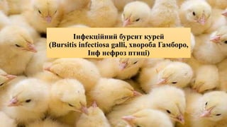 Інфекційний бурсит курей
(Bursitis infectiosa galli, хвороба Гамборо,
Інф нефроз птиці)
 