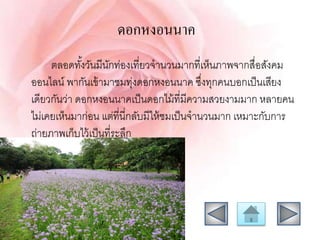 ดอกหงอนนำค
ตลอดทั้งวันมีนักท่องเที่ยวจานวนมากที่เห็นภาพจากสื่อสังคม
ออนไลน์ พากันเข้ามาชมทุ่งดอกหงอนนาค ซึ่งทุกคนบอกเป็นเสียง
เดียวกันว่า ดอกหงอนนาคเป็นดอกไม้ที่มีความสวยงามมาก หลายคน
ไม่เคยเห็นมาก่อน แต่ที่นี่กลับมีให้ชมเป็นจานวนมาก เหมาะกับการ
ถ่ายภาพเก็บไว้เป็นที่ระลึก
 